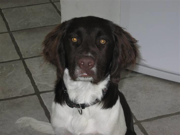 Drentsche patrijshond Bowie - Bowie. billede 8