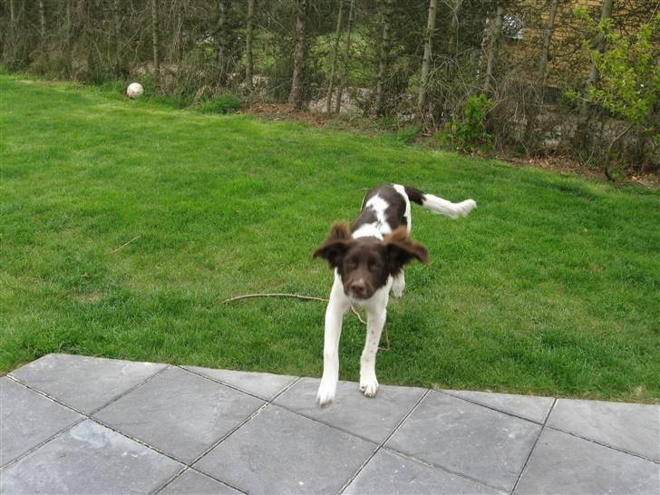 Drentsche patrijshond Bowie - Min Kat som Bowie tror han skal æde billede 9