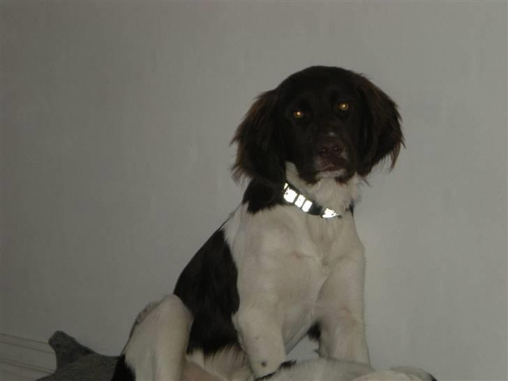 Drentsche patrijshond Bowie - Rækkefølge: Bowie, Søster Luna, Bror Timmi og så min vuffe mor Tinka billede 10