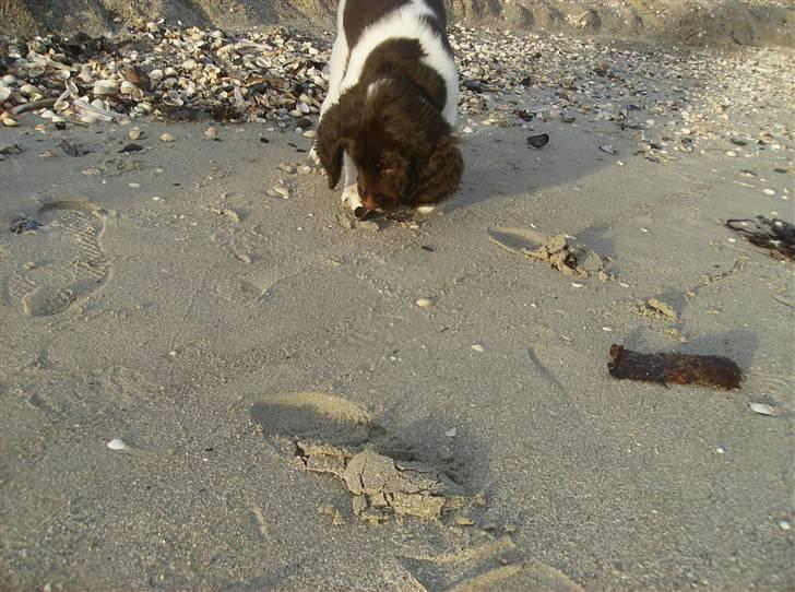 Drentsche patrijshond Bowie - Bowie på stranden 7 uger gammel billede 11