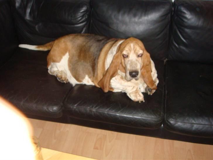 Basset hound Nahla billede 13