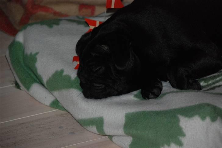 Mops Molly  billede 16