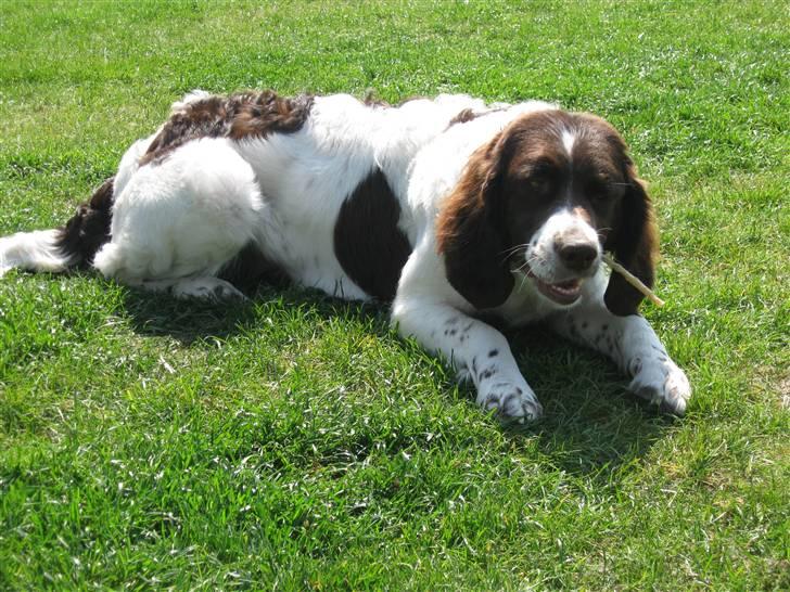 Drentsche patrijshond Kathinka Anjo v Drienerma - Velkommen til Tinka´s profil. billede 1