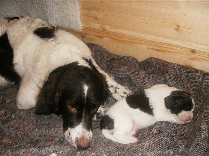 Drentsche patrijshond Kathinka Anjo v Drienerma - Tinka og hendes hvalp Luna billede 2