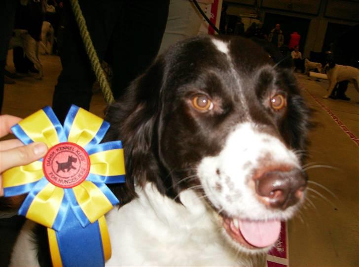 Drentsche patrijshond Kathinka Anjo v Drienerma - tinka til stævne:D billede 4