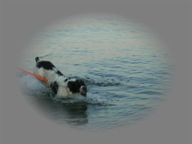 Drentsche patrijshond Kathinka Anjo v Drienerma - Ude og svømme. billede 5