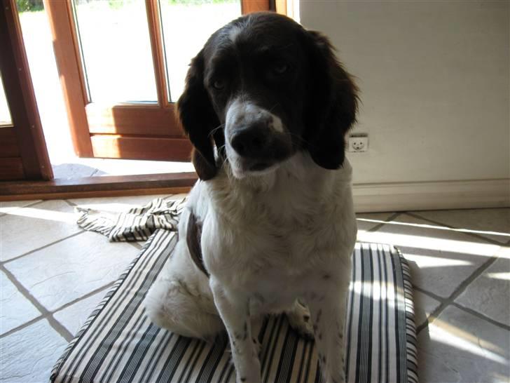 Drentsche patrijshond Kathinka Anjo v Drienerma - Kathinka Anjo von drienermarkre billede 6