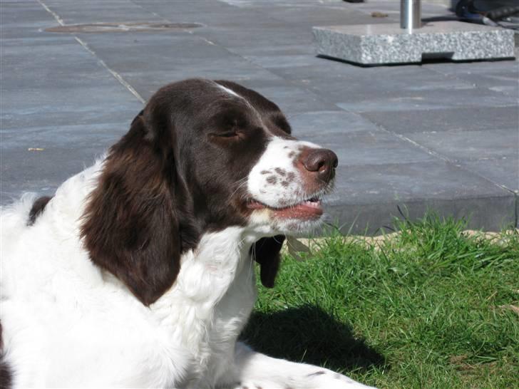 Drentsche patrijshond Kathinka Anjo v Drienerma - Tykker Tykker ben. billede 7