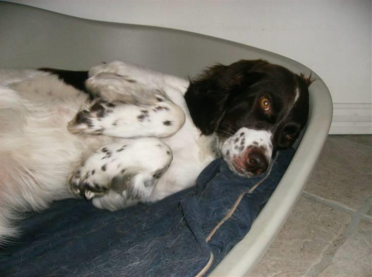 Drentsche patrijshond Kathinka Anjo v Drienerma - Hendes dejlige kurv.. billede 8