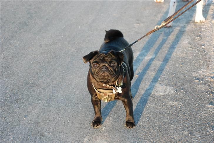 Mops Molly  billede 17