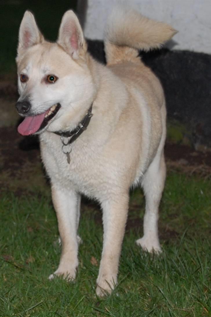 Norsk buhund Sille "RIP" billede 12