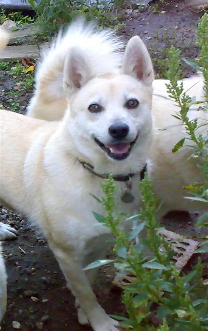 Norsk buhund Sille "RIP" billede 13