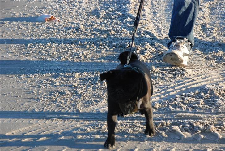 Mops Molly  billede 18