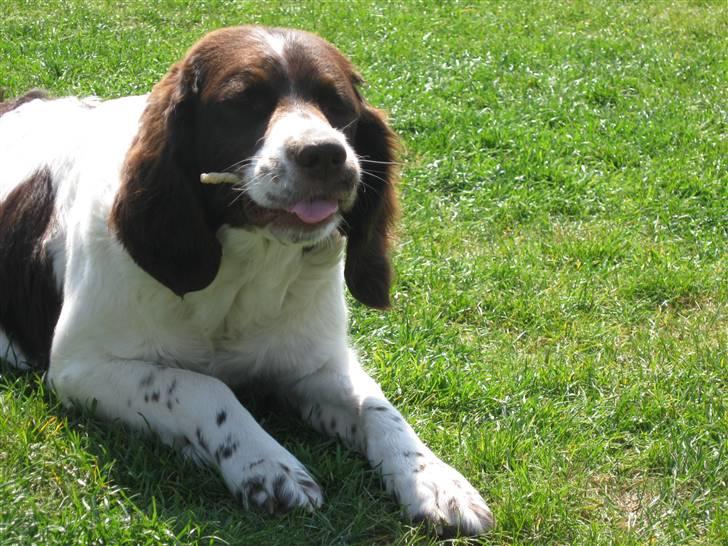 Drentsche patrijshond Kathinka Anjo v Drienerma - Tinka der tykker ben ude i haven. billede 9
