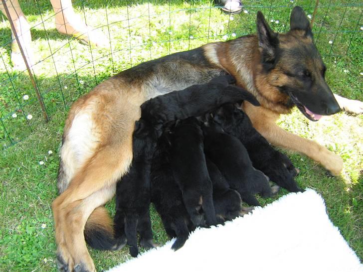 Schæferhund Akacias Baily/Samba R.I.P. 17.dec 11.(himmelhunnd) - Samba med sine 7 hvalpe fra M - kuldet.. billede 13