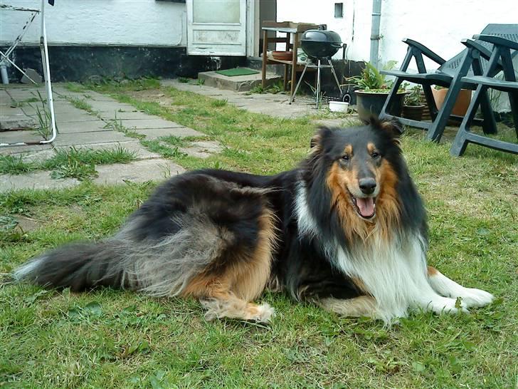 Collie langhåret Jazz ( Pensionisten ) R.I.P billede 1