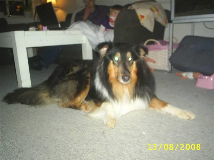 Collie langhåret Jazz ( Pensionisten ) R.I.P billede 9