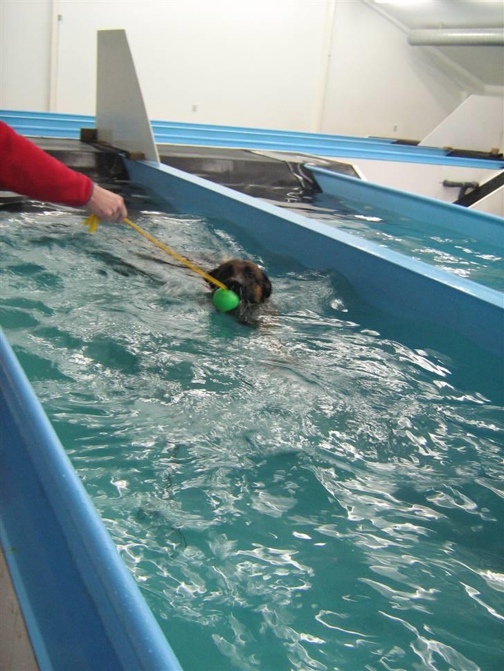 Schæferhund Akacias Baily/Samba R.I.P. 17.dec 11.(himmelhunnd) -  Samba elsker at svømme. billede 14