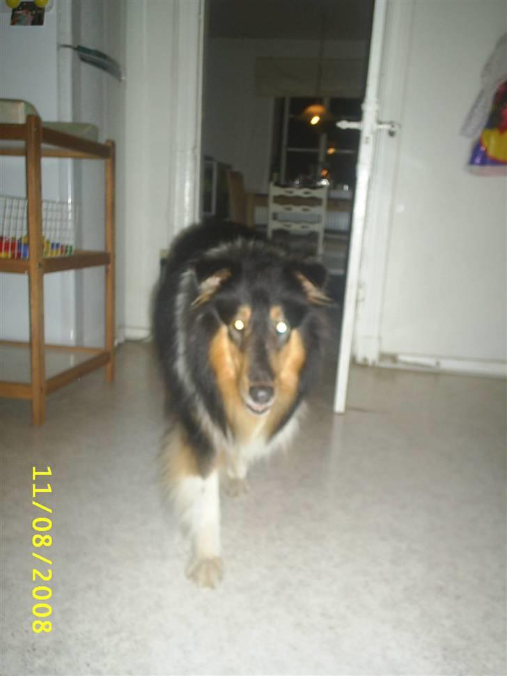 Collie langhåret Jazz ( Pensionisten ) R.I.P billede 11