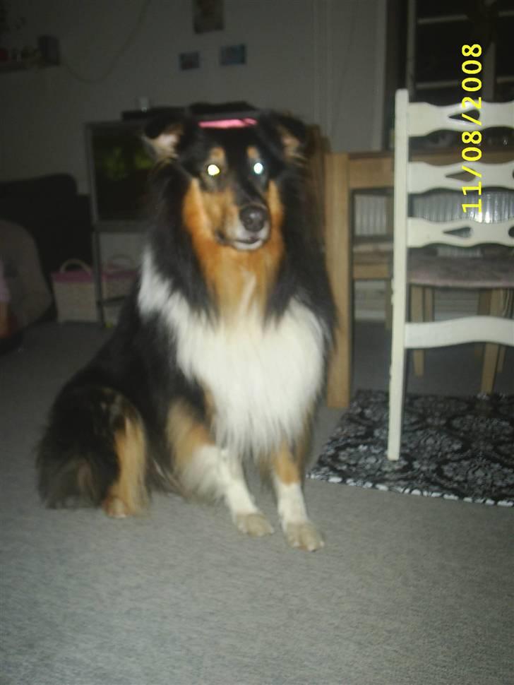 Collie langhåret Jazz ( Pensionisten ) R.I.P billede 12