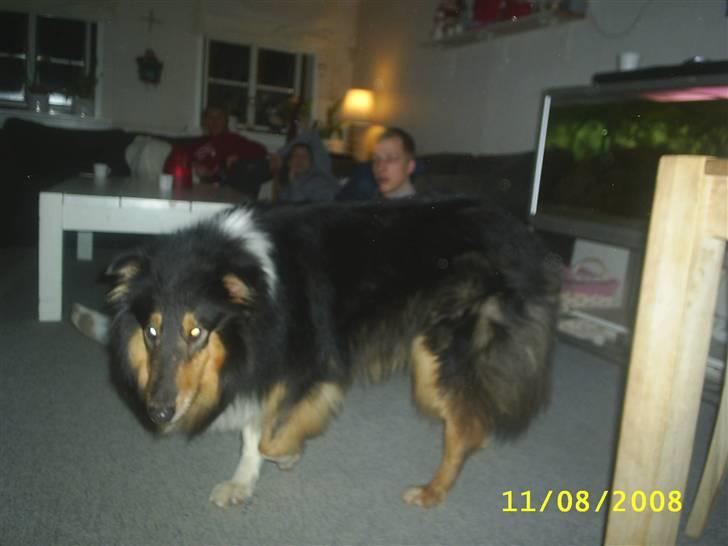 Collie langhåret Jazz ( Pensionisten ) R.I.P billede 13