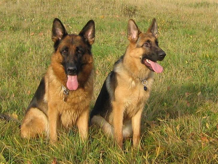 Schæferhund Akacias Baily/Samba R.I.P. 17.dec 11.(himmelhunnd) - Samba med sin hvalp Laika. billede 15