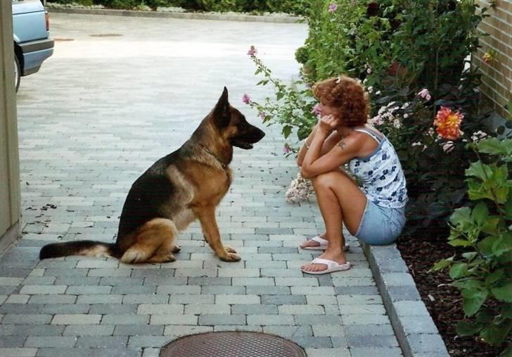 Schæferhund Akacias Baily/Samba R.I.P. 17.dec 11.(himmelhunnd) - Samba og jeg i en hyggestund. billede 16