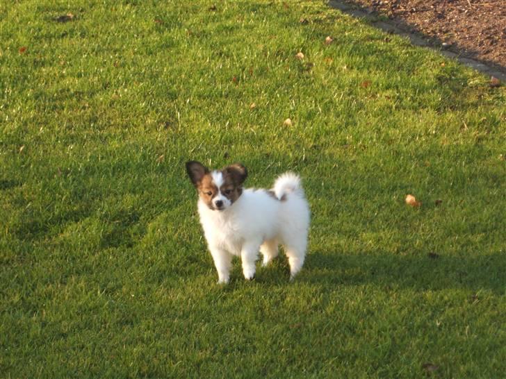 Papillon Axa's Pusle billede 6