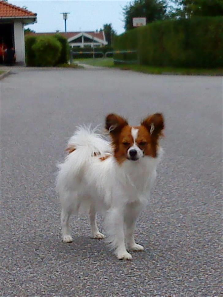 Papillon Axa's Pusle - Ude at gå:D d 26 juli 2009<3 billede 7