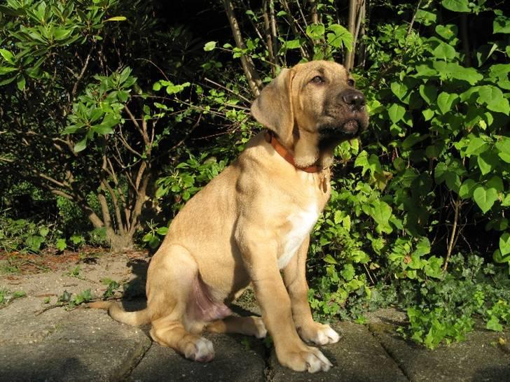 Broholmer Absalon (Balou) - (3mdr) Man har vel lov at være tænksom ! billede 6