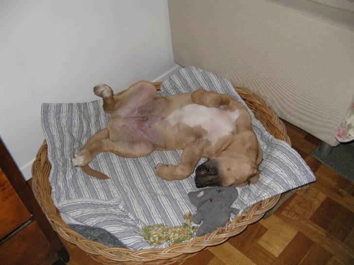 Broholmer Absalon (Balou) - (3mdr) Farlig vagthund !! billede 7