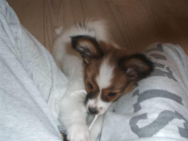 Papillon Axa's Pusle billede 13