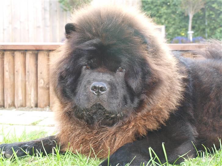 Chow chow Gonzo billede 7