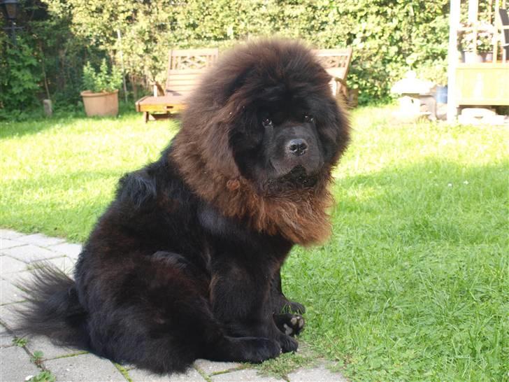 Chow chow Gonzo billede 8