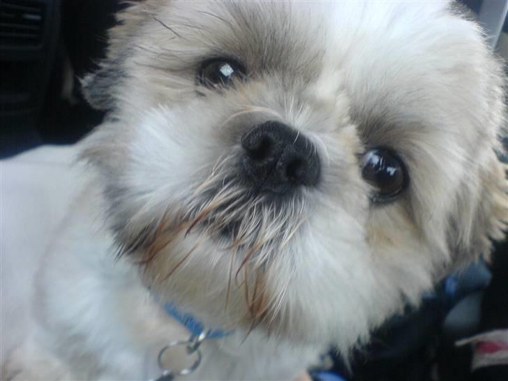 Shih tzu Sebastian billede 1