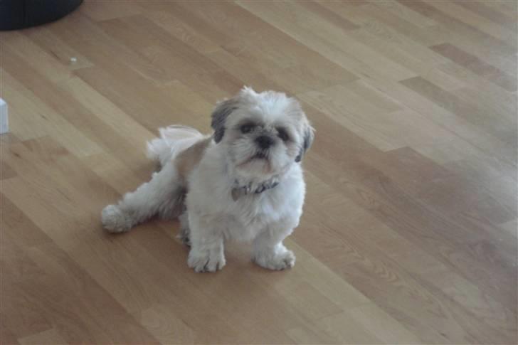 Shih tzu Sebastian billede 2