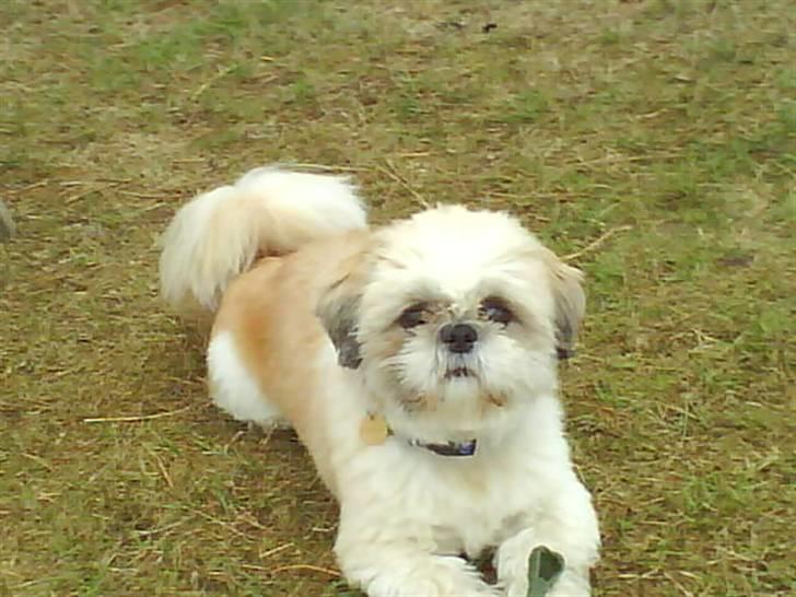 Shih tzu Sebastian billede 3