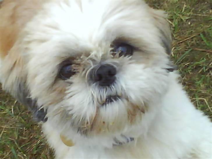 Shih tzu Sebastian billede 4