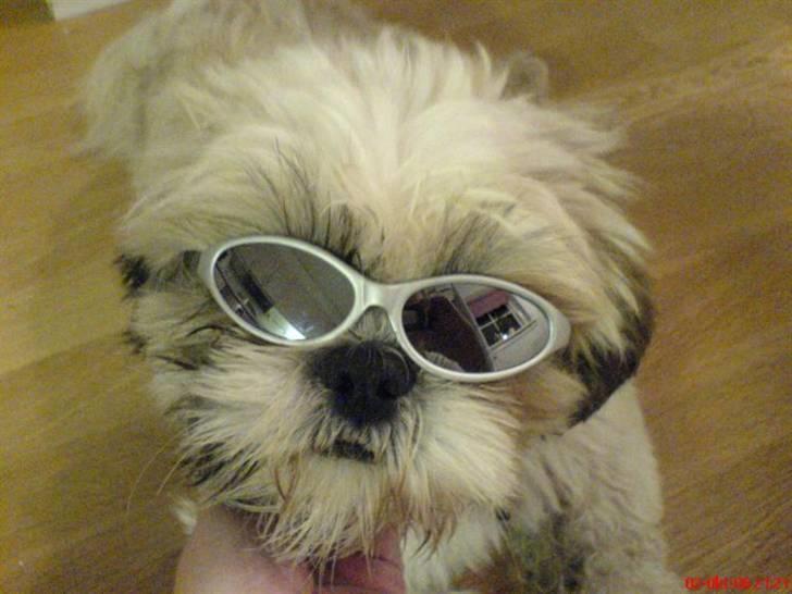 Shih tzu Sebastian billede 5