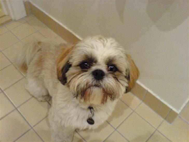 Shih tzu Sebastian billede 6