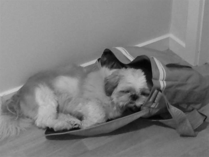 Shih tzu Sebastian billede 7