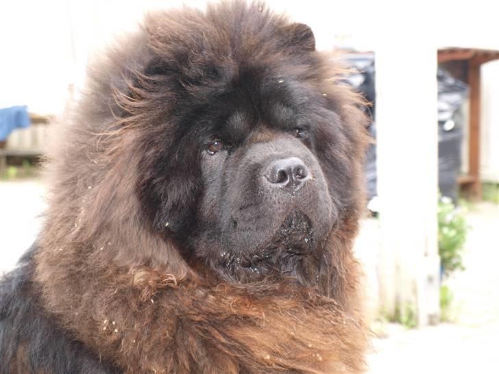 Chow chow Gonzo billede 9