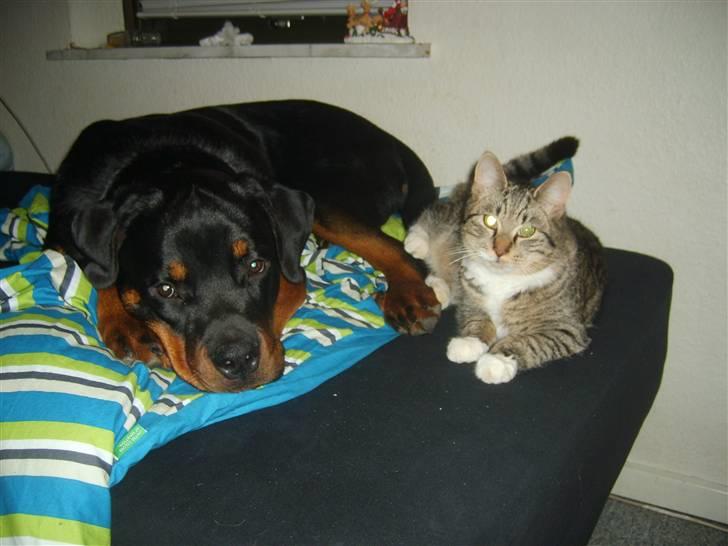 Rottweiler Kenzo - Kenzo og Albert i Kenneth seng.. Godnat billede 7