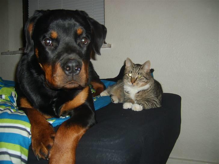 Rottweiler Kenzo - Ja smut nu med det skide kamera så vi kan få lov til at sove.. billede 8