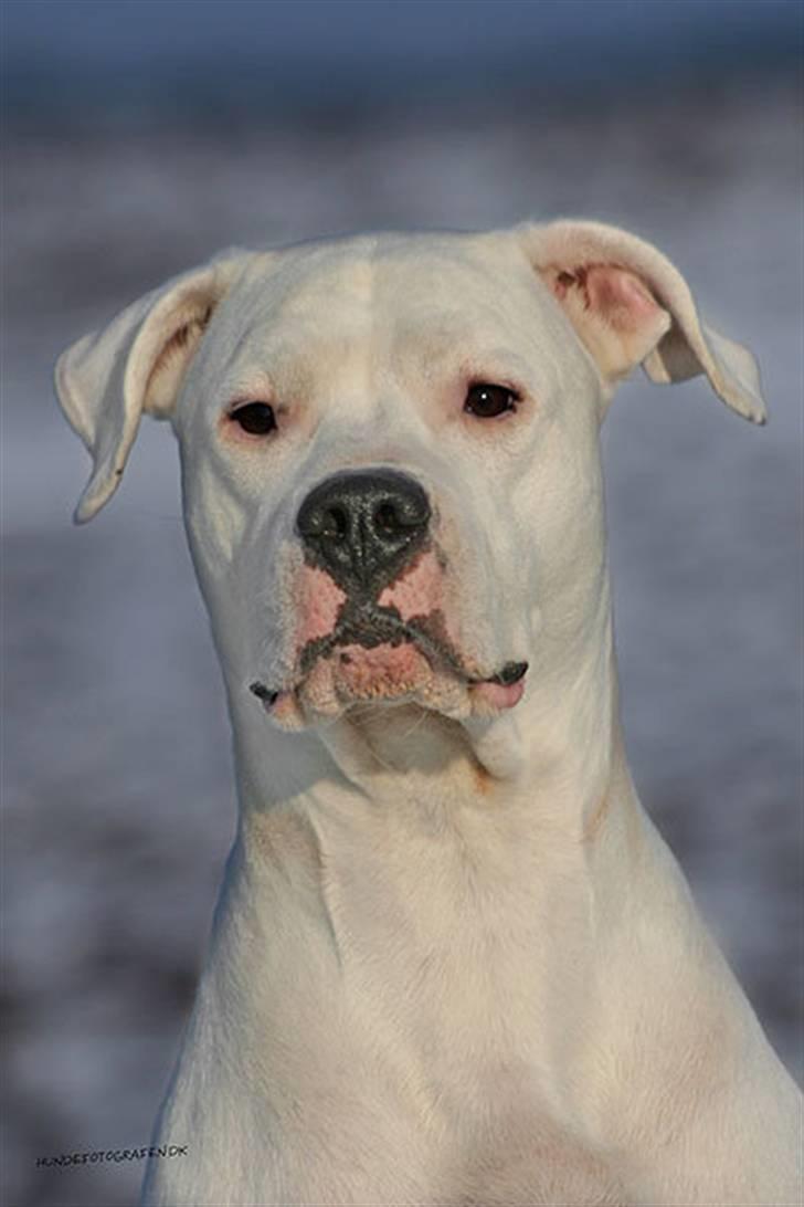 Dogo argentino Diva billede 1