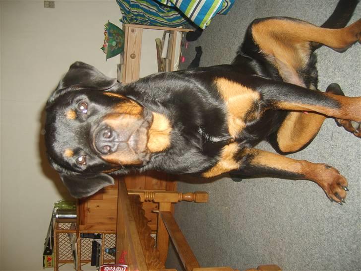 Rottweiler Kenzo - Lækker dreng :-) ( 8 mdr og 48 kg ) billede 9