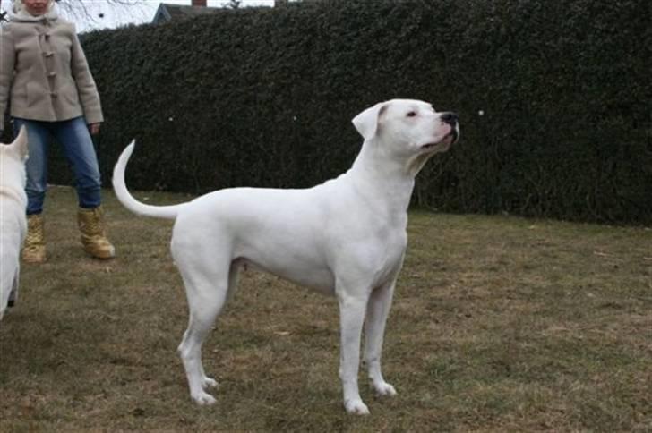 Dogo argentino Diva billede 2