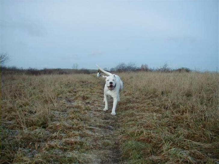 Dogo argentino Diva billede 3