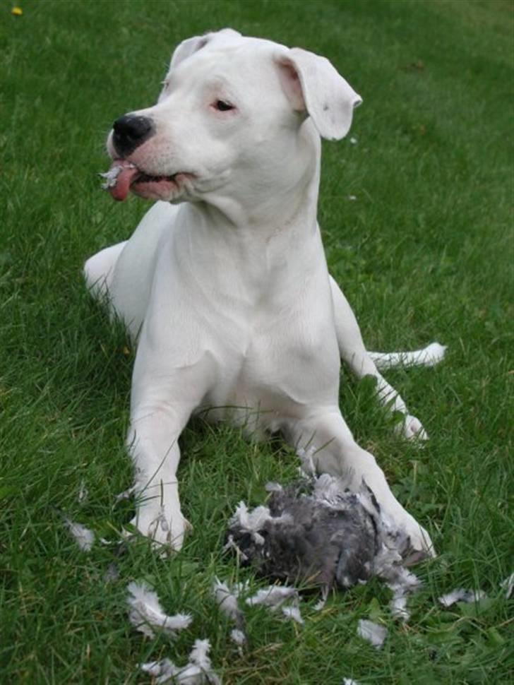 Dogo argentino Diva billede 4