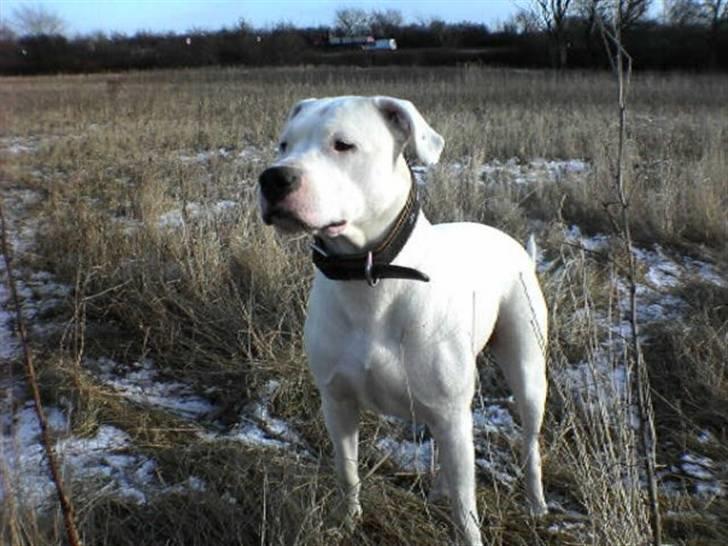 Dogo argentino Diva billede 5